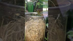 Фельзума латикауда детки felsuma laticauda babies. felsuma laticauda