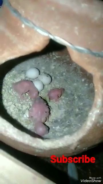 Adult female, adult male rainbow pair 3 chicks hatching#TPK#lovebirds#birds#shorts#