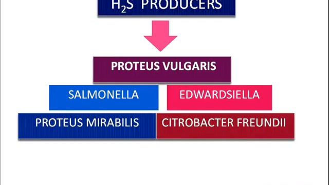 test of bacteria-and media indicators-malik osman смотреть онлайн