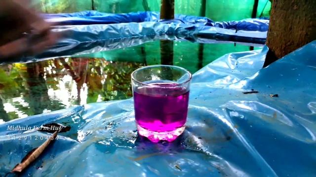 #guppy diseases #guppy treatment #guppy #guppy medicine #guppy tank setting