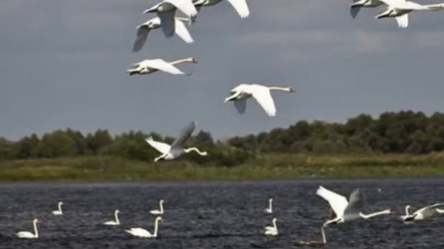 Лебеди смотреть онлайн