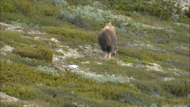 Muskus Os / Musk Ox смотреть онлайн