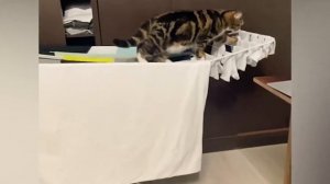 Приколы С Животными 76