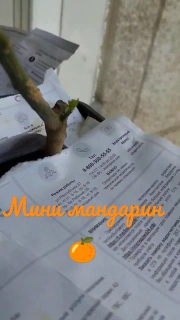 Мини мандарин 🍊 саженцы из питомника Крымский дачник 👍#саженцы#сад #цитрус #мандаринки