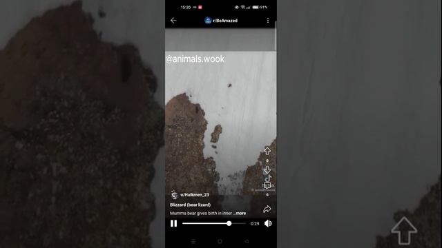 Old town Road Baby Bear Climbing While his mother awaits  Anxiously смотреть онлайн