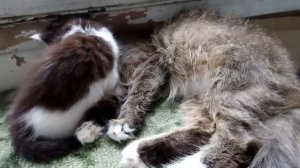 Конфликт кошек. Кошка Красавица против кошки Милашки. #кот #cat #кошки