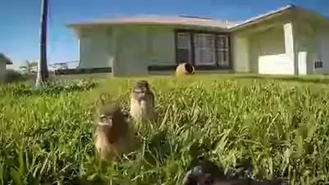 Совы они такие... смотреть онлайн