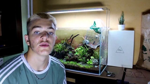 Enfin Des Poissons Dans Mon Aquarium ( tetra amande, otocinclus affinis ) смотреть онлайн