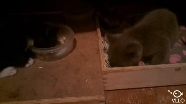 Котята-муртята смотреть онлайн