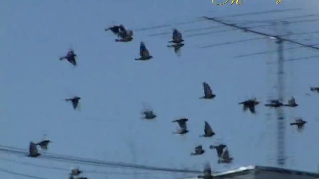 "МИМОХОДОМ", 17 апреля 2012 год. Автор проекта О. Дзиов