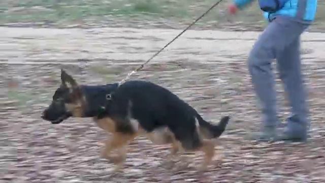 Магия рысь после 0,5 км пробежки смотреть онлайн