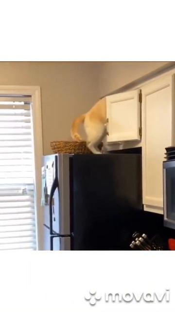 Джеймс Кот под прикрытием 😂😂😂 смотреть онлайн