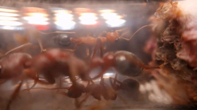 Pet Bull ant colony, Myrmecia brevinoda смотреть онлайн