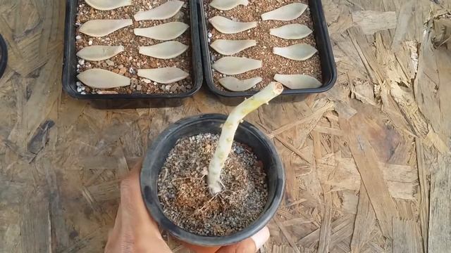 || LEAF PROPAGATION UPDATE || 13/02/2022 - 27/02 /2022 смотреть онлайн