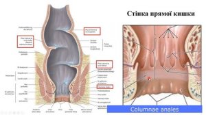 Анатомія прямої кишки