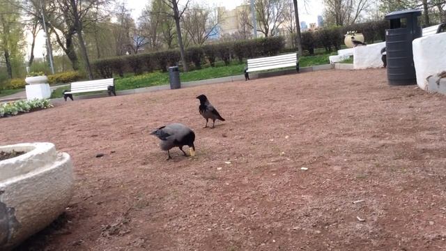 ворона 3 смотреть онлайн