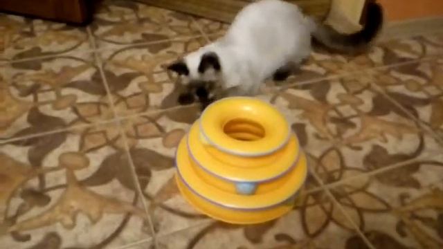 VID 20171129 2217321 смотреть онлайн