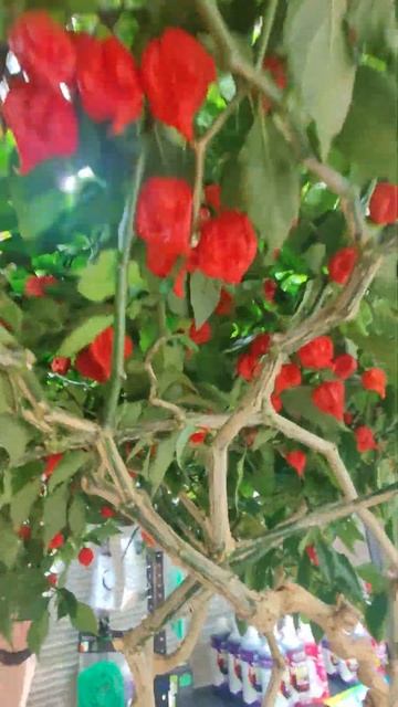 Жгучий перец Carolina Reaper перед сбором урожая #carolinareaper #буднифермера #жгучийперец #shorts