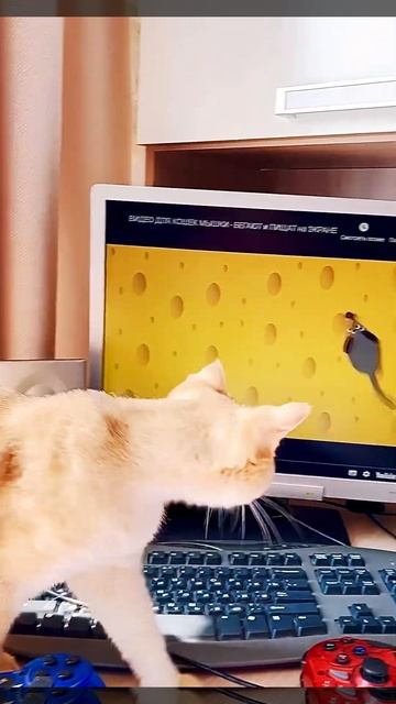 Кошки мышки🐭😻❤️ смотреть онлайн