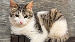 Ласковая кошечка Мия ищет дом