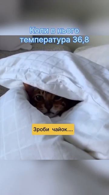 Коли у нього температура 36,8🤣🤣🤣 #гумор #cat #kitten смотреть онлайн