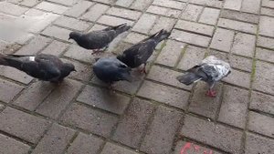 Улица широкая. Шансон