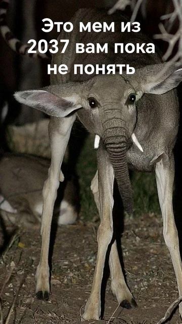мем из 2037 #мем смотреть онлайн