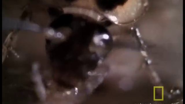Cockroach Infestation | National Geographic