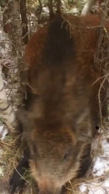 Русский пегий гончак рвёт свой трофей. Охота на кабана. Пермский край смотреть онлайн