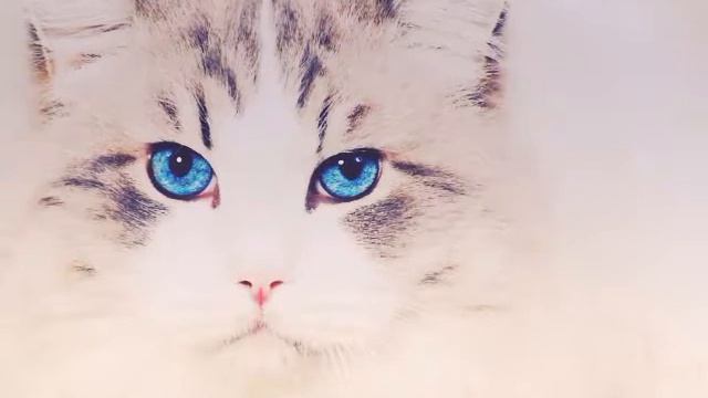 Топ самых няшных кошек и самых красивых💜💜💜🐶😻😻 смотреть онлайн