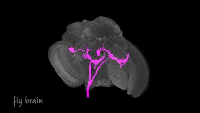 Feature Detection in Drosophila Neuron смотреть онлайн