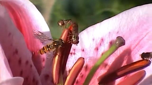 Hoverflies Attracted to a Lily Flower смотреть онлайн