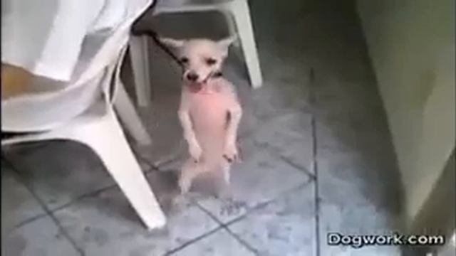 Очень смешная собака смотреть онлайн