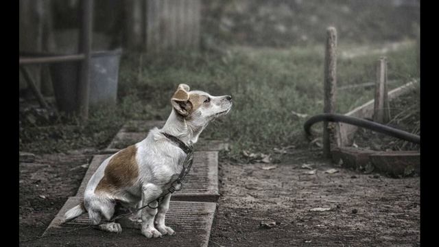 Алишер Тимучин.  Разные бывают боги... разная любовь...а свобода ...