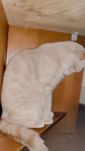 Реакция кошки на звук смотреть онлайн