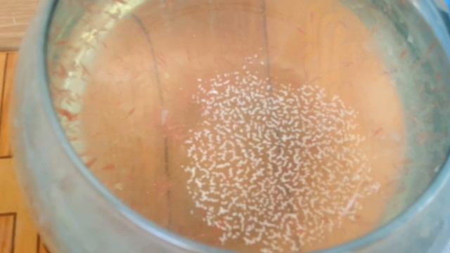 Como reproduccir artemia salina смотреть онлайн