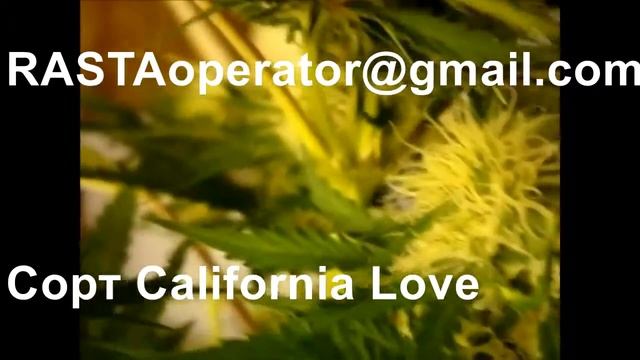 CaliforniaLove смотреть онлайн