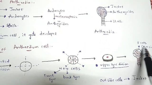 Anthoceros, Development of Antheridium, Archegonium, Fertilisation, Sporophyte