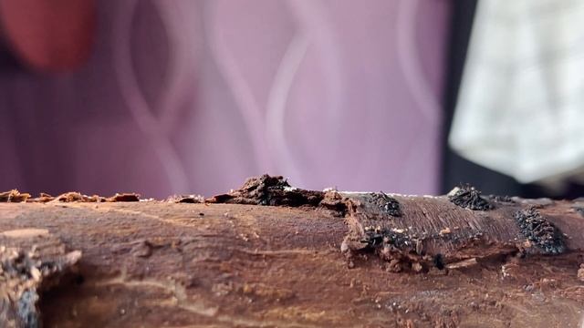 КОРОЛЕВА ЕСТЬ ??? Dolichoderus quadripunctatus (четырехточечный муравей) смотреть онлайн