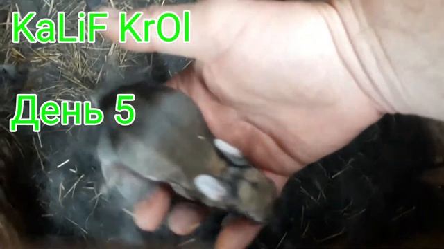 Кролики день 5 осмотр 🐇🐇🐇 смотреть онлайн