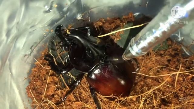 [ Coffee Pet ] Cách nuôi Bọ Hung 2 sừng - Cổ xe tank của thế giới côn trùng. смотреть онлайн