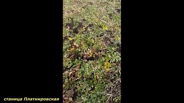 Краснодарский край. Платнировская. Наш участок (26.12.2021)