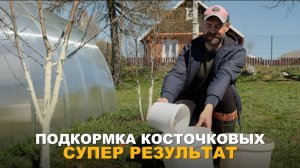 САМАЯ ВАЖНАЯ ПОДКОРМКА ДЛЯ КОСТОЧКОВЫХ ВЕСНОЙ. Весенняя подкормка косточковых для хорошего урожая.