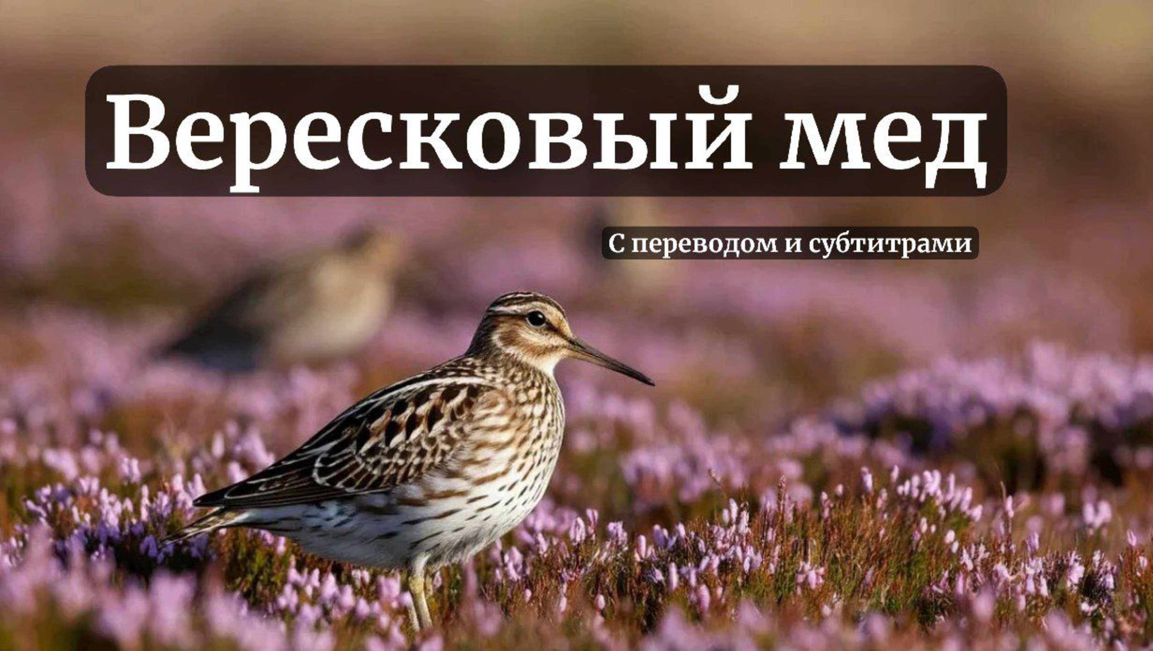 The Heather Ale. Вересковый мёд. Английская баллада на стихи Р. Л. Стивенсона.