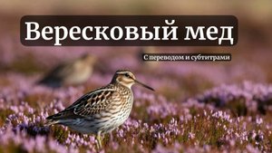 The Heather Ale. Вересковый мёд. Английская баллада на стихи Р. Л. Стивенсона.