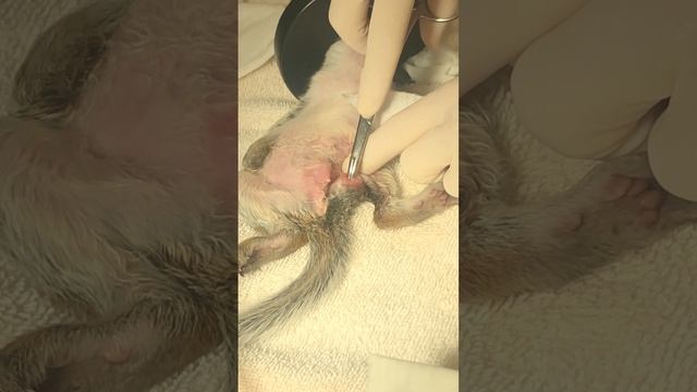 Cuterebra worm extracted from squirrel’s leg смотреть онлайн