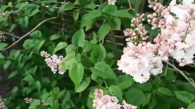 🏡🏡🏡🏡🏡🏡🌺🌺🌺🌺 Наша прекрасная сирень и наш участок. 🏡🏡🏡🏡🌺🌺🌺 смотреть онлайн