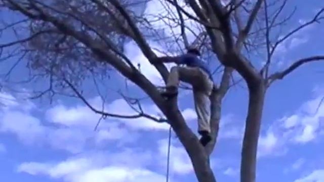 Is Mistletoe a Medicinal Plant or a Parasite?, Episode #421 смотреть онлайн