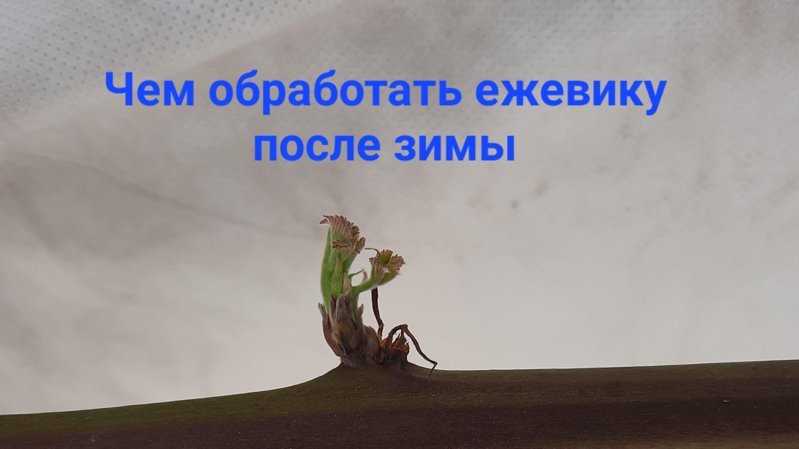Как обработать ежевику весной смотреть онлайн