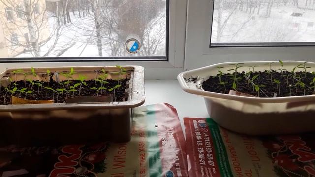 рассада Помидоров и Перцев,растет смотреть онлайн